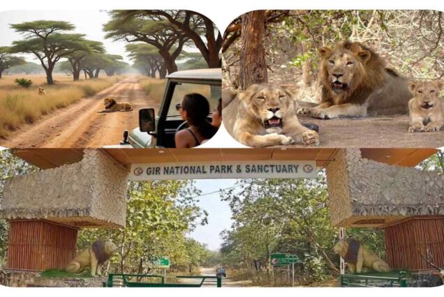 gir national park blue diamond holidays mumbai gujarat tour package somnath dwarka package